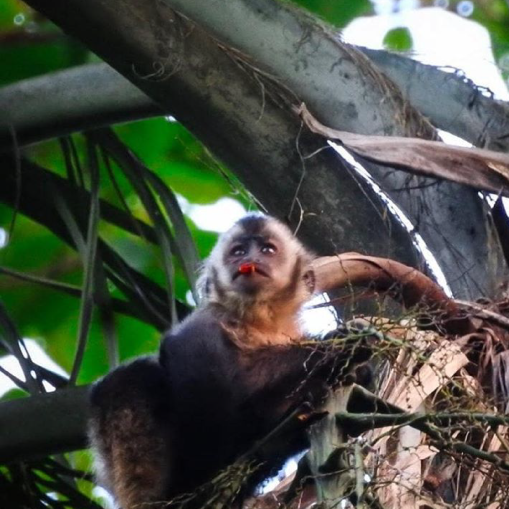Mono choro posado en una árbol de plátano
